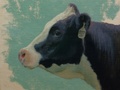 An oil painting of a holstein heifer (No 817), a member of the herd at Rocky Pointe Farm in Point of Rocks, MD.